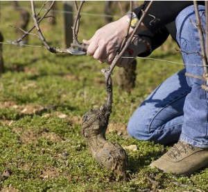 taille vigne