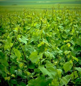 plantation vigne