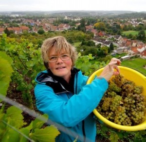 Les vendanges à Haillicourt