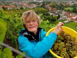 Les vendanges à Haillicourt